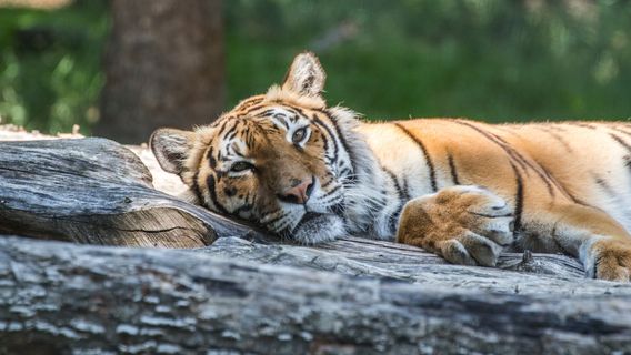 Animal Park Auvergne