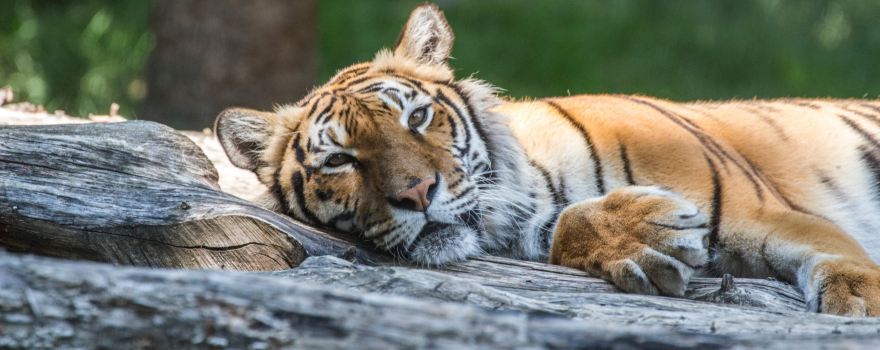 Parc Animalier d'Auvergne