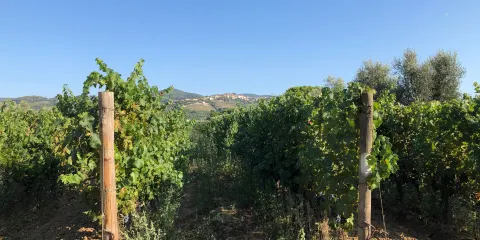 Azienda Agricola Fornacelle