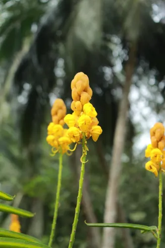 Nandana Tea Factory (Pvt) Ltd