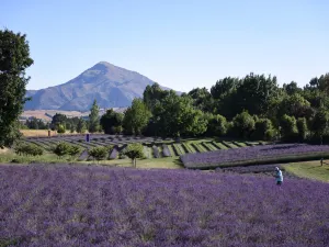 Wānaka Lavender Farm