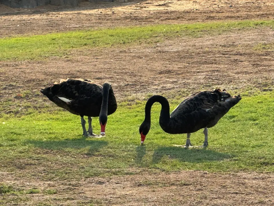 5_The Zoo Wild Life Park Umm Al Quwain
