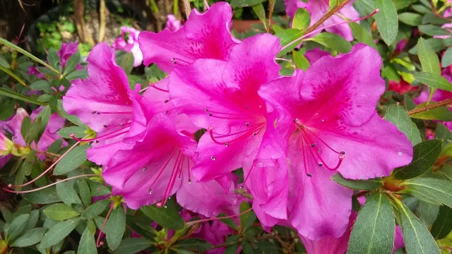 Botanical Garden