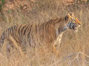 Bandhavgarh National Park