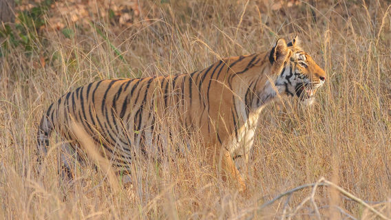 Bandhavgarh National Park