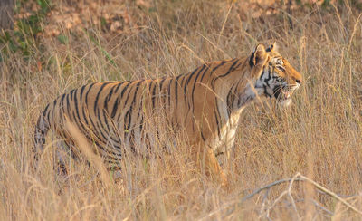 Bandhavgarh National Park