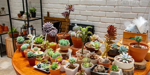 Glasshouse Fraser's Hill