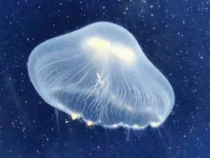 Anglesey Sea Zoo