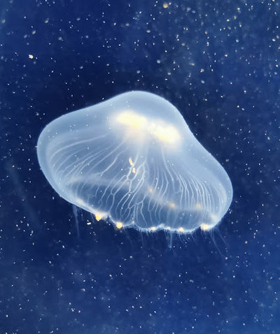 Anglesey Sea Zoo Marine Conservation Centre