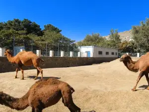 Kabul Zoo