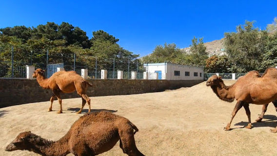 Kabul Zoo