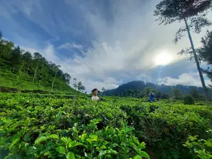 Kebun Teh Medini