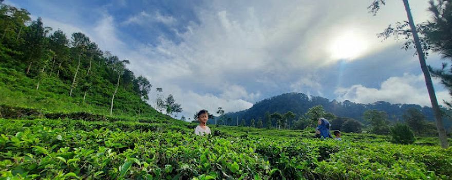 Kebun Teh Medini
