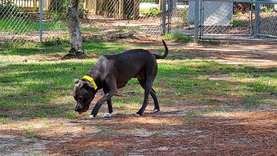 Gulf Shores Dog Park