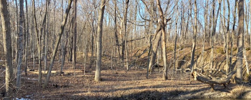 Beulah Park Nature Area