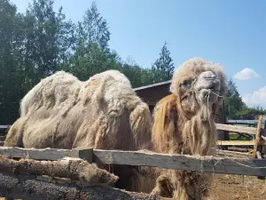 Petting zoo "The village"