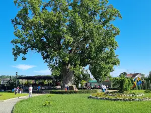 Tyul'panovoye Derevo