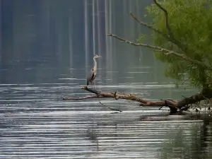 Darvinskiy Gosudarstvennyy Prirodnyy Biosfernyy Zapovednik