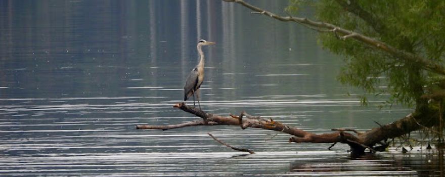 Darvinskiy Gosudarstvennyy Prirodnyy Biosfernyy Zapovednik