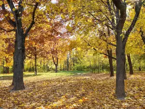 Rose Valley Park