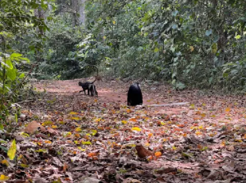 Boabeng Fiema Monkey sanctuary - Information center