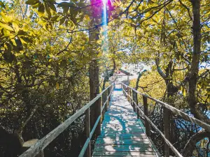 Basarte Mangrove Park Philippines