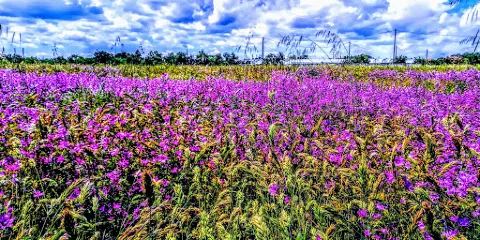 Parrocchia B.M.V. Immacolata