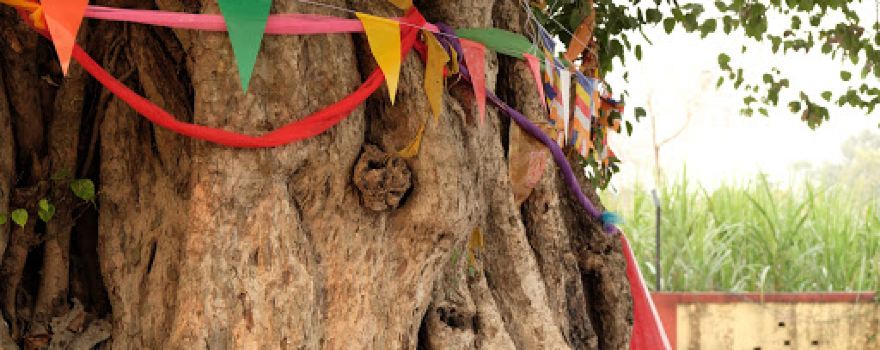 Buddha Relic Distribution Site
