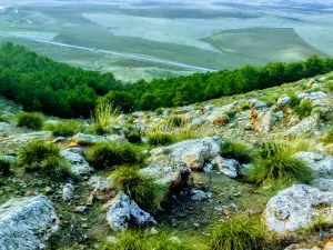 Benawri بناوري