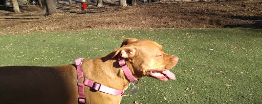 Sycamore Bark Park