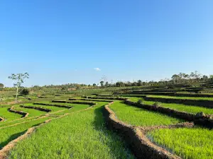 Ruộng bậc thang Chư Sê