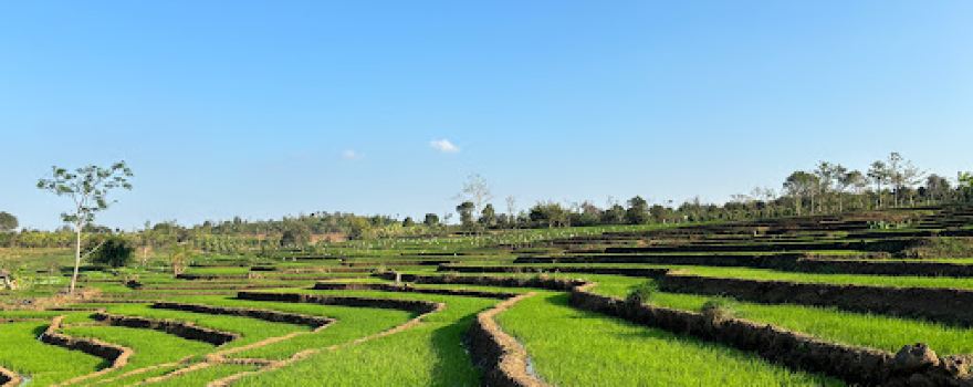 Ruộng bậc thang Chư Sê