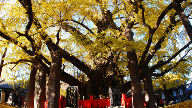 Millennium-Old Ginkgo Tree