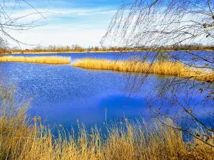 Dębowa