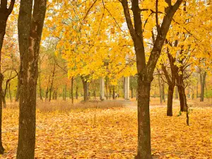 Peremohy Park