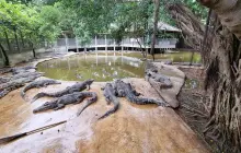 Парк миллионолетних камней и крокодиловая ферма