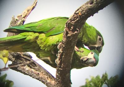 Guyana Botanical Gardens
