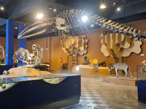 PUC Minas Natural Sciences Museum