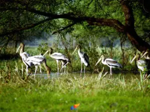 Kumarakom Bird Sanctuary