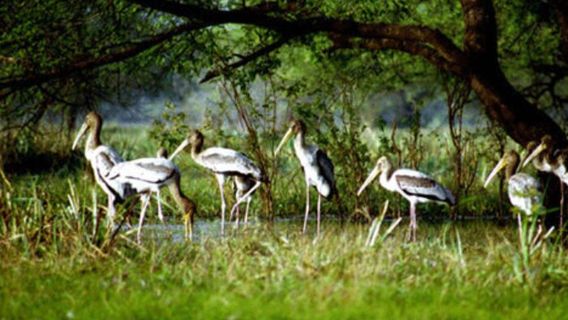 Kumarakom Bird Sanctuary