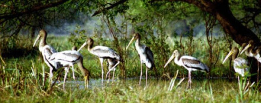 Kumarakom Bird Sanctuary