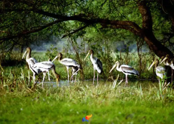 Hotels in der Nähe von Kumarakom Bird Sanctuary