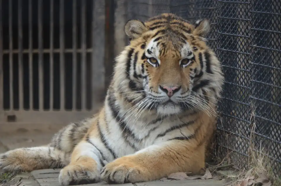 3_Zoo Bucharest