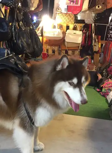 Hotels near Mali Market