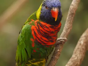 Biotropica, animal gardens