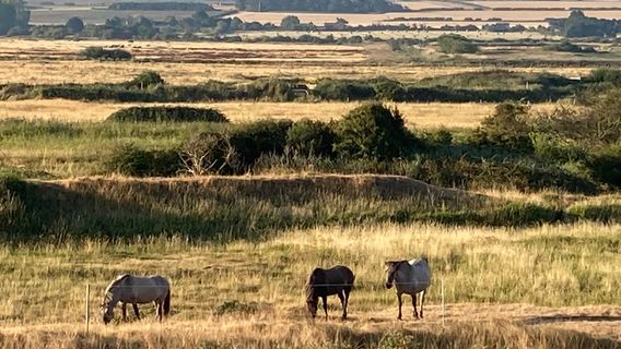 Norfolk Wildlife Trust - Holme Dunes visitor centre