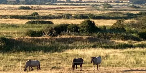 Holme Dunes National Nature Reserve