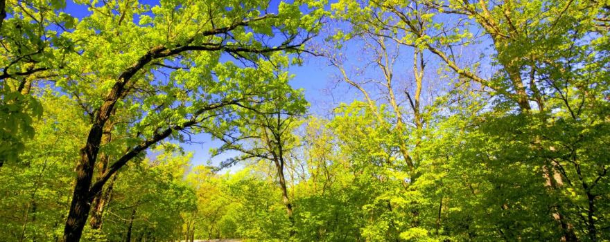 Springbrook State Park