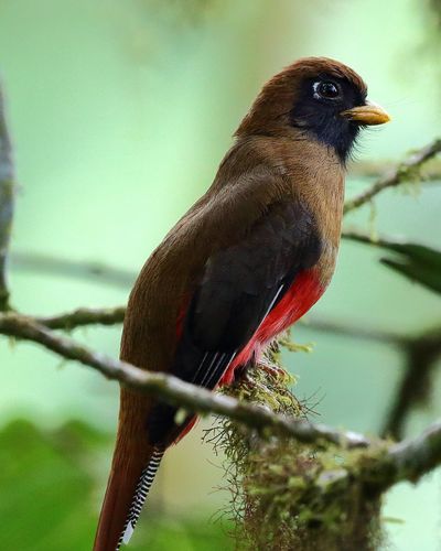 Bellavista Cloud Forest Reserve & Lodge