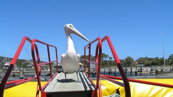 Albany River boat Tours Kalgan Queen Cruises